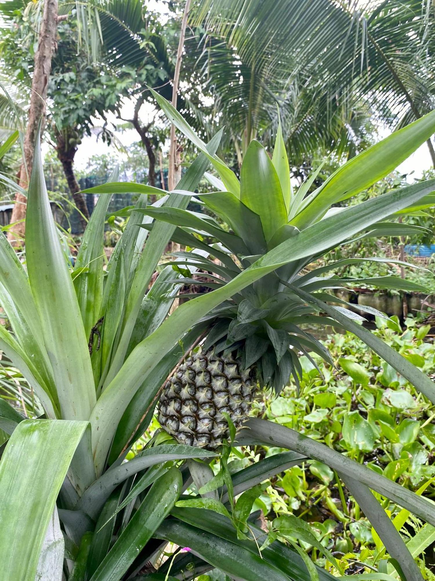 Go Chanh Cai Rang