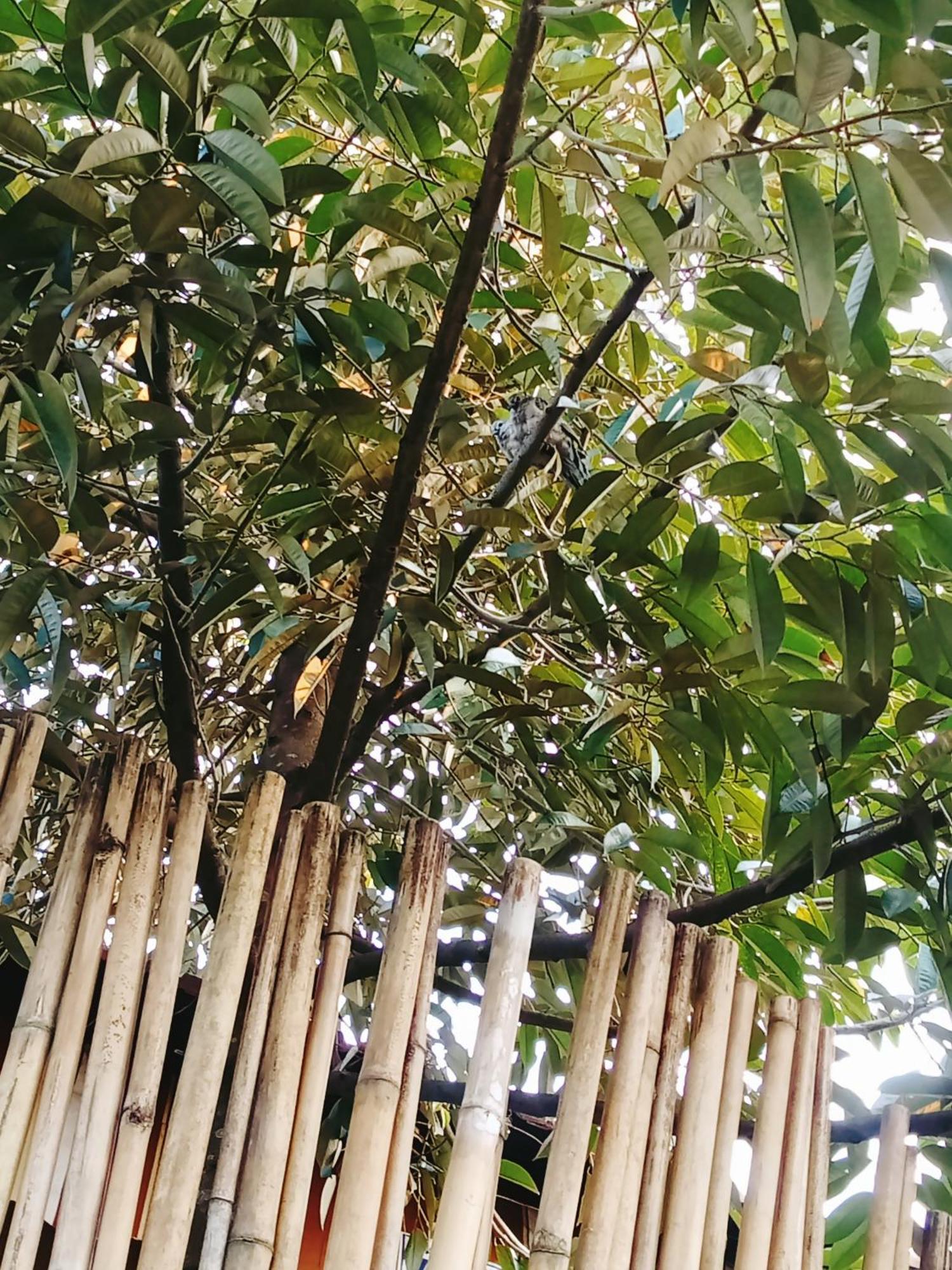 Homestay Go Chanh Cai Rang